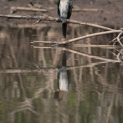 Long-tailed Cormorant